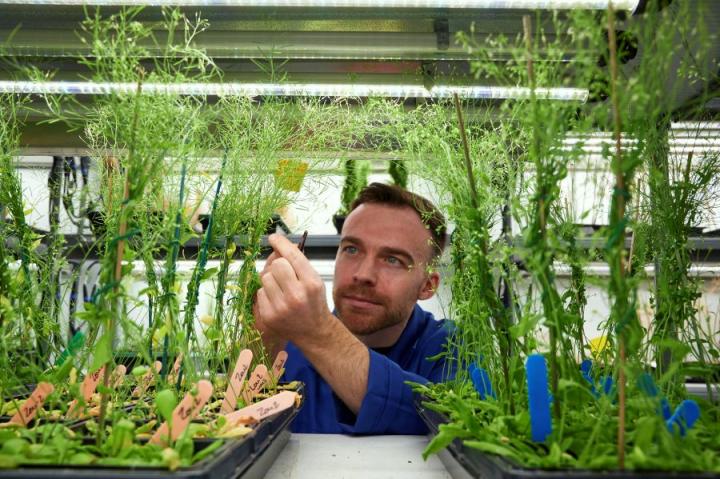 A male researcher examines green plants growing in a laboratory