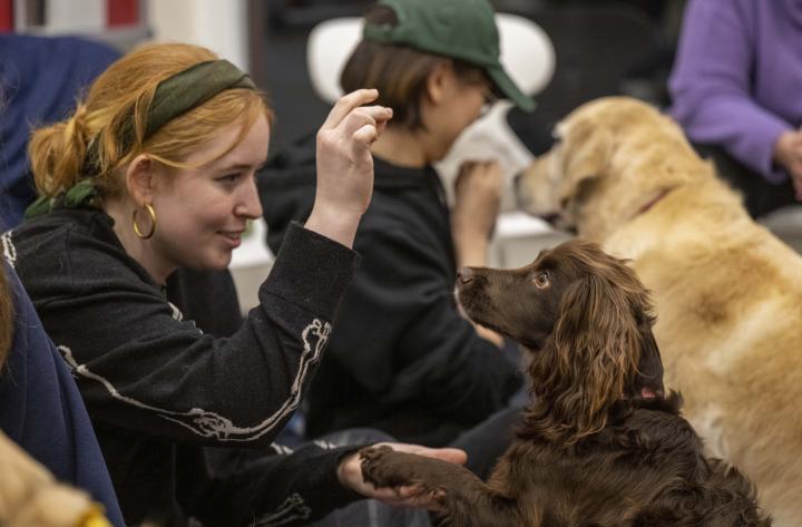 A student holds her hand up above a dog's head. The dog, a cocker spaniel, looks at her hand expectantly. 