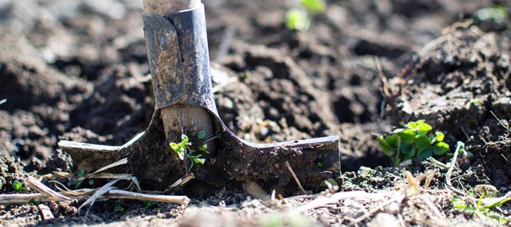 Veg patch and shovel