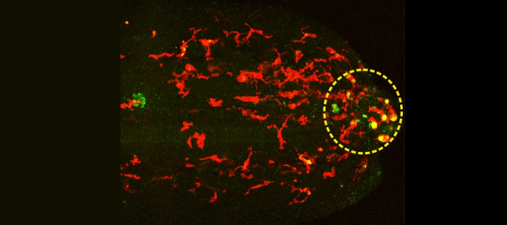 Microscopy images of living zebrafish with red macrophages show that the drug (yellow spots) is preferentially released in cells