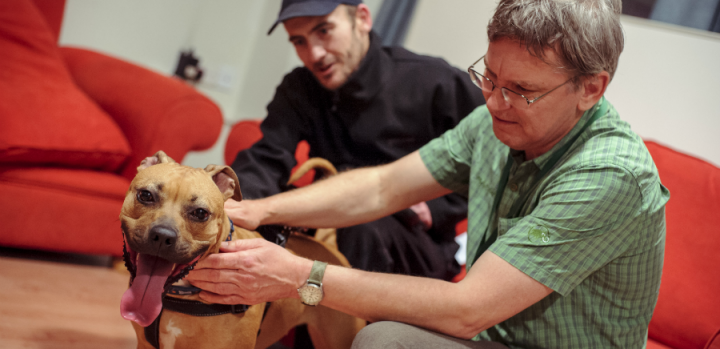 Dr Andrew Gardiner treats dogs at the Dunedin Harbour hostel in Leith 