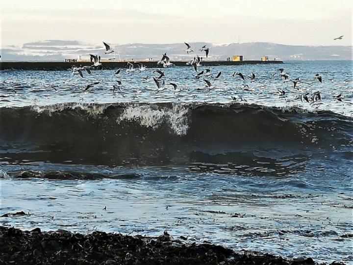 Photograph of Wardie Bay Beach, there are waves breaking and over the waves seagulls are flying, in the background is a pier