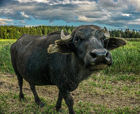 Photograph of a water buffalo.