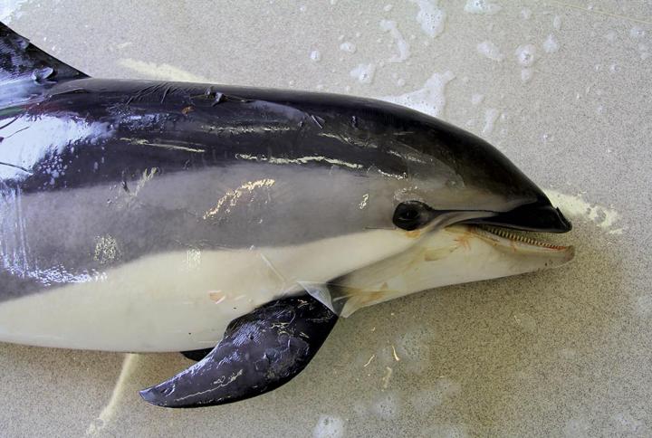 Atlantic white-sided dolphin post-mortem