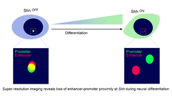 Figure 2. Microscopy reveals a loss of spatial proximity between a gene and its enhancer upon gene activation. Adapted from Benabdallah et al., Mol. Cell, 2019, 76:473.