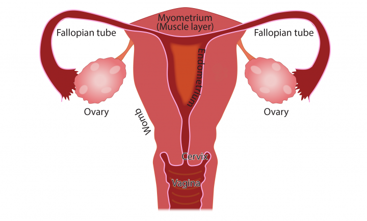 What is menstruation panel image