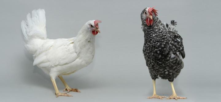 White and Black feathered white leghorn chickens