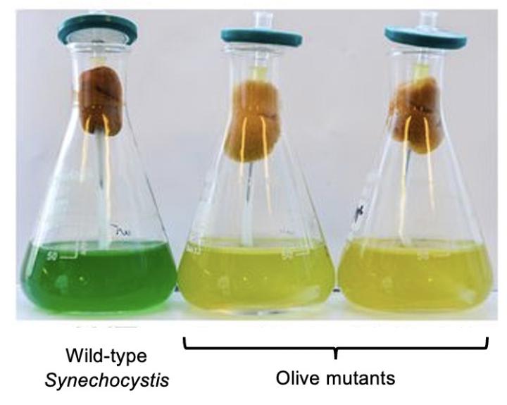 wild-type synechocystis and olive mutant