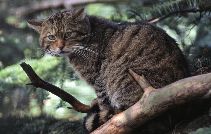 Scottish Wildcat (Felix sylvestris) at the RZSS Highland Wildlife Park
