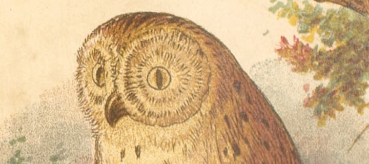 illustration of a woodbine owl
