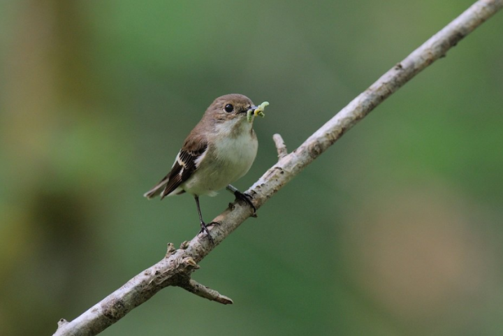 Warming springs are causing the hatching of woodland birds to fall out of sync with availability of insects