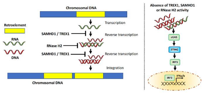 Reverse Transcriptase inhibition model