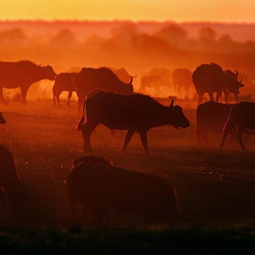 Cows grazing at sunset
