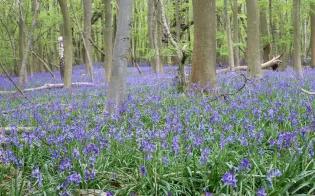 Hyacinthoides- common bluebell growing at the University of Oxford's Wytham Woods site.