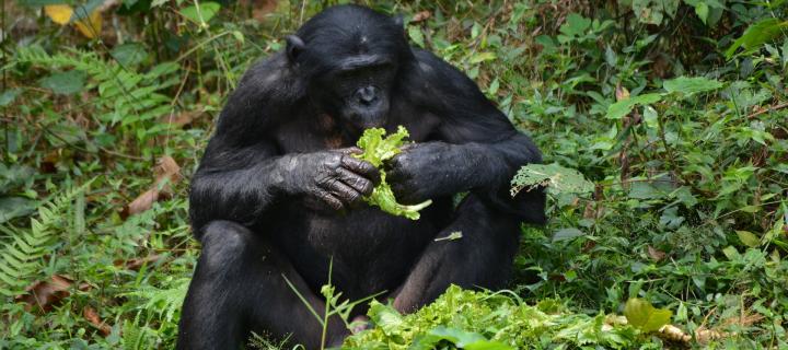 ape eating in forest