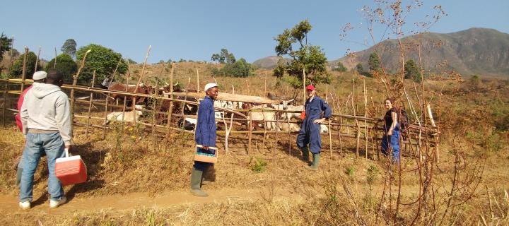 Field work in Cameroon