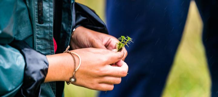 A close up of a student's hands holding a plant sample on a field trip