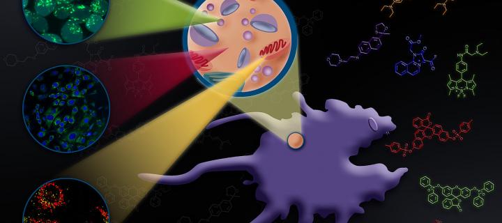 Cartoon of fluorescent probes for imaging macrophages. 