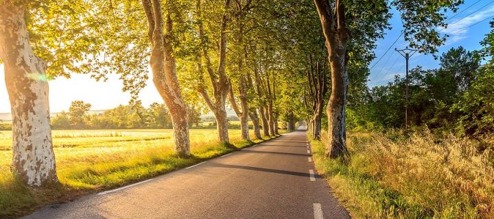 Photo of a road lined by trees