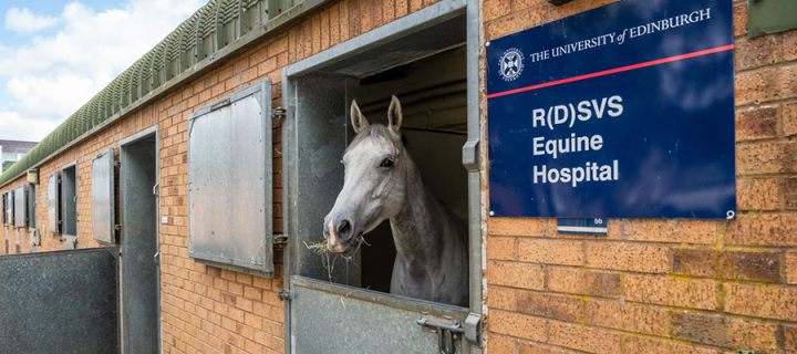 a horse poking its head out of the stable at the R(D)SVS Equine Hospital