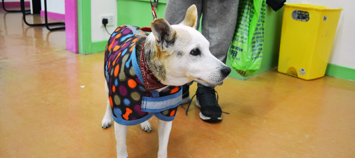 A dog in a colourful jacket
