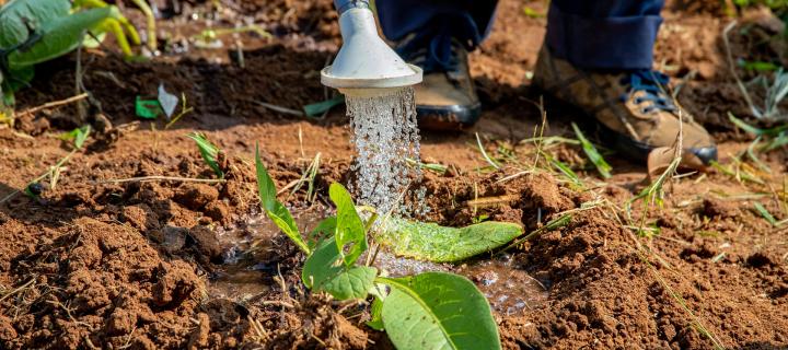 A photo of a plant being watered, with a person holding the hose visible in the background