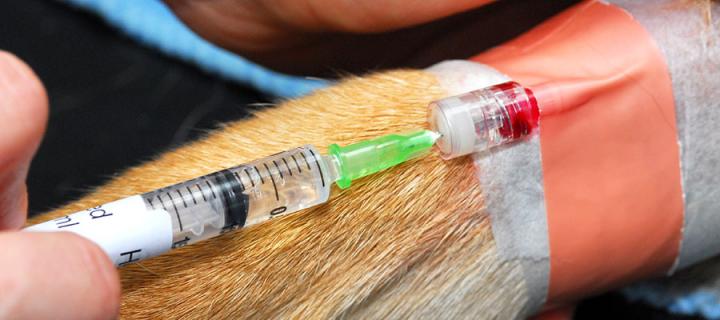 close-up of a injection on a dog's leg