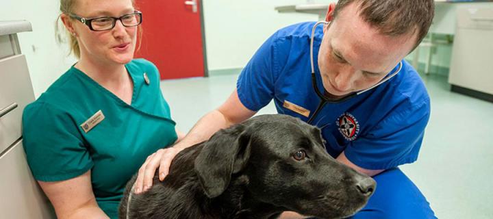 Researchers inspect the health of a dog
