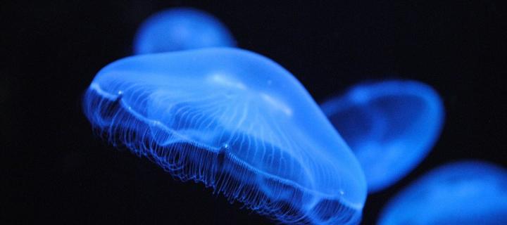 Photograph of a blue jellyfish, in the background there are more blue jellyfish. They are in front of a black background