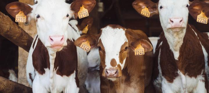 Three dairy calves inside a barn