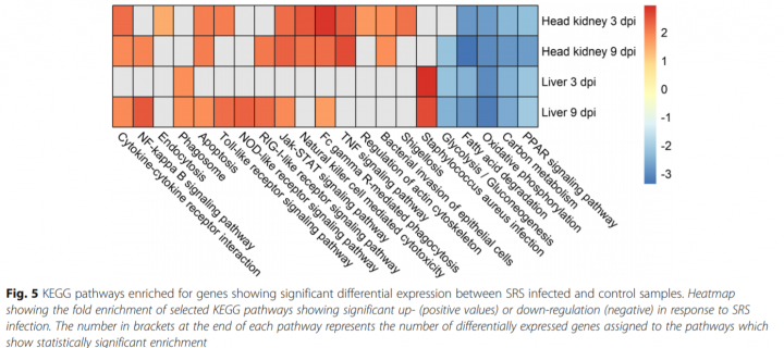 This graphic from BMC Genetics' article based on Carolina's work shows differential expression in infected and control samples.