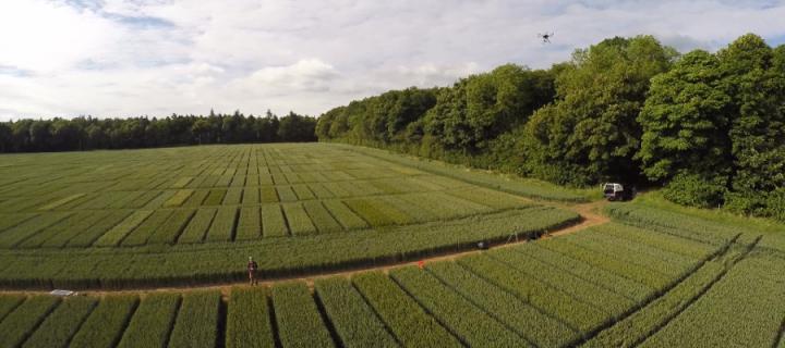 A drone flying above an agricultural field for research 
