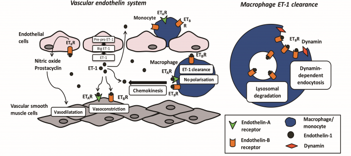 A diagram explaining the vascular endothelial system and macrophage ET-1 clearance