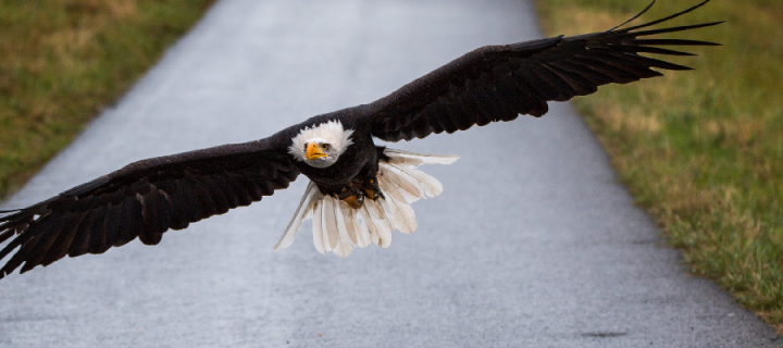 White-tailed bald eagle in flight