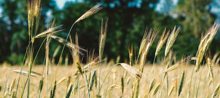 Close up image of barley in a field