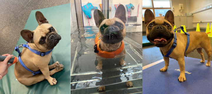 three images of french bulldog in physiotherapy sessions
