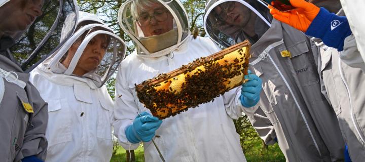 Group of beekeepers