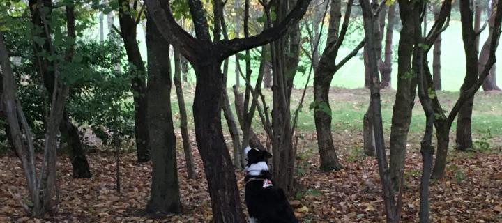 A photograph of Ben the Collie sitting in some woodland. Ben is sitting at the bottom of a tree looking up.