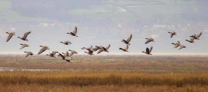 A flock of wild birds flies over grassland against a grey sky