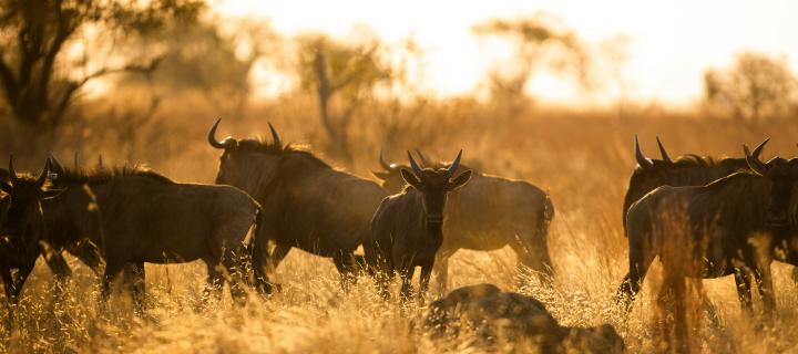 Blue wildebeest at sunset in an African field.