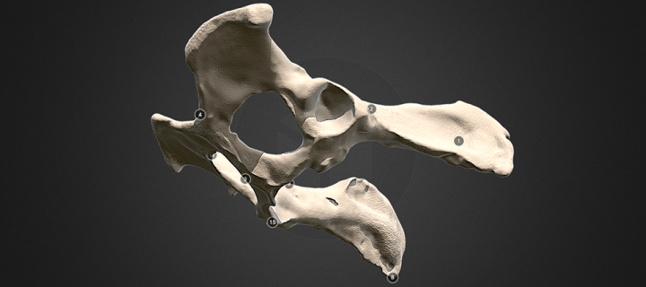 A 3D pelvis in the Vet School's digital bone library