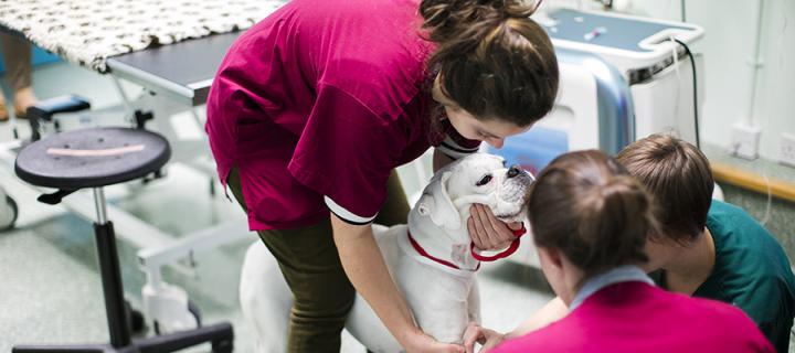 A boxer dog being examined