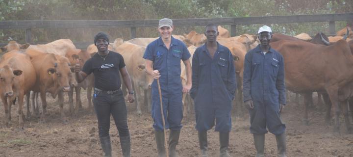 Brieuc Cossic, third from left, stands in a cattle pen with three colleagues