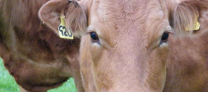 A brown cow close up