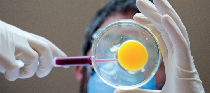 A man injecting an egg in a lab