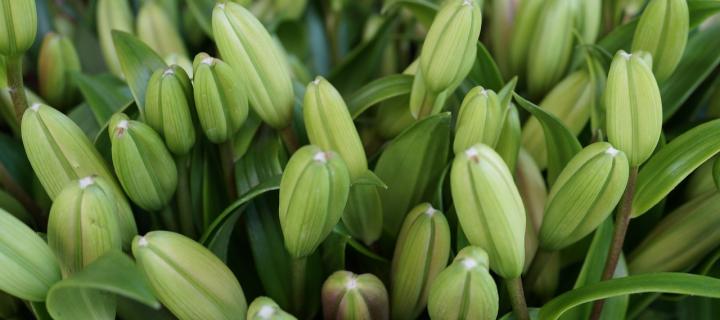 Photograph of lily flowers before they have opened. The buds of the lillies are light green with darker green stems 