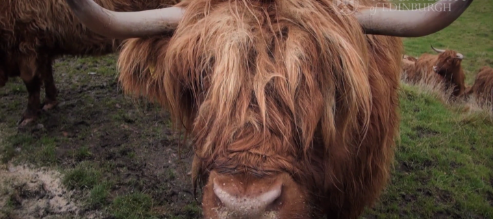 a highland cow