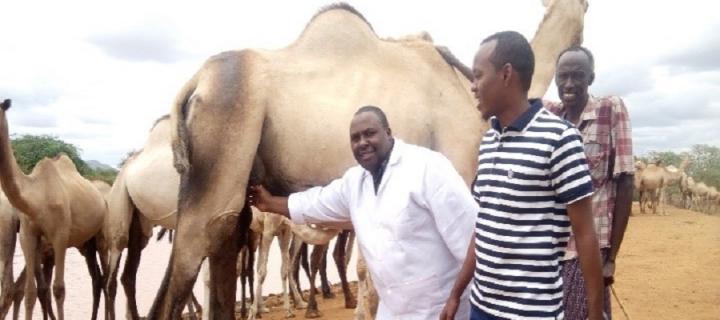 Daniel Mwangi Njuguna with camels