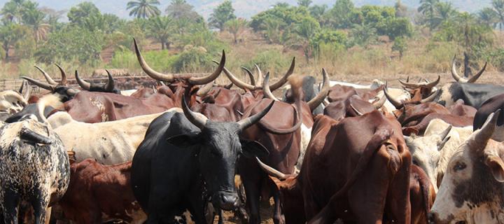 Cattle in field in Cameroon