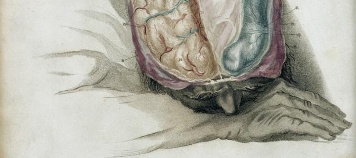 Charles Bell's sketch - The anatomy of the brain